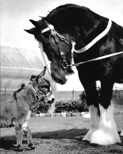 Shire Horse Drucke: Groß und Klein