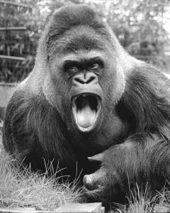 Der Affe Guy