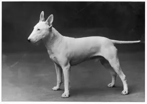 Bulldog Terrier / 1925