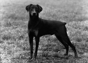 Thomas Fall Photography Drucke: Fall / Dobermann / 1952
