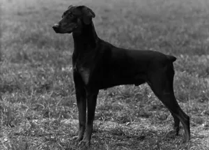 Thomas Fall Dobermann Drucke: Fall / Dobermann / 1954