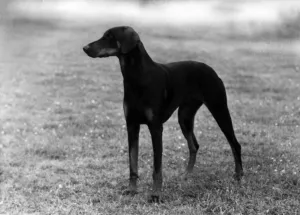 Thomas Fall Photography Drucke: Fall / Dobermann / 1957