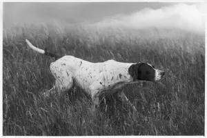 Drucke von Banchory Rita gehört zu Lorna Countess Howe, fotografiert beim Arbeitseinsetzen Rita Drucke: Der Fall des Pointers, 1938