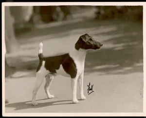 Fellhund/Weihenstephaner Hahn/Tafti