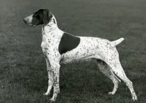 Neue Bilder - August Drucke: Fell/Deutscher Spitzhund/Jahr 1963