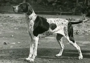 Neue Bilder - August Drucke: Fallzeiger, 1954