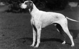 Fall Pointer Breed Drucke: FALL / POINTER / 1928