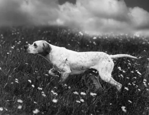 Bilder Datiert 14. September 2018: Fallpunkt/Ginger