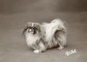 Pekinese Drucke: Bisschen/ Pekineser / 1925