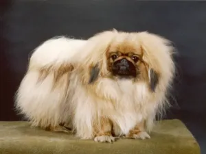 Pekingeser, Fall