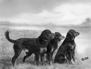 Fall, Gordonsetter, 1939