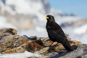 Alpenkrähe (Pyrrhocorax graculus), Wallis, Schweiz.