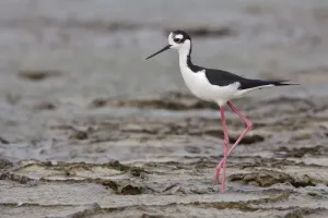 Schwarzbeinstrelscheuer (Himantopus mexicanus), Ecuador