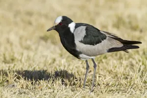 Schmiede-Schwarzschwanzmeise (Vanellus armatus), Hardap, Namibien