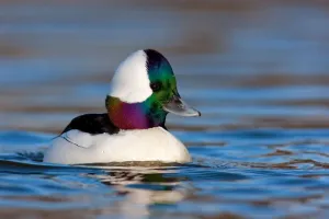 Buflonennetzjunge (Bucephala albeola), männlich, Britisch-Kolumbien Kanada