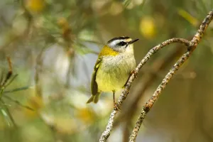Gemeiner Feuerkreeft (Regulus ignicapilla) , Avila, Spanien