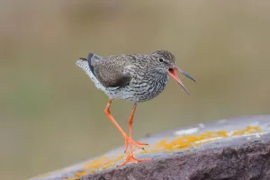 Gemeiner Rötelschneppe (Tringa totanus), Auflauf auf Öland, Schweden