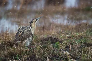 Europäischer Sumpfrohrschwanzlurchen (Botaurus stellaris), Burgenland, Österreich