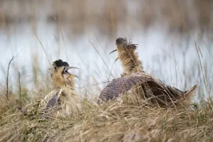 Europäischer Riesenschnepferling (Botaurus stellaris) in Burgenland, Österreich