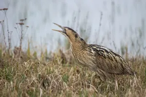 Europäischer Brenner (Botaurus stellaris), Österreich - Burgenland