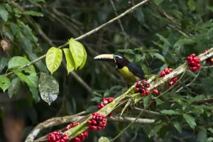 Tropical Animal Photography Drucke: Lettered Aracari (Pteroglossus inscriptus), Yasuni National Park, Amazon Rainforest