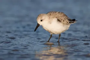 Sandwasserläufer (Calidris alba), an der Küste foragend, Strand von IJmuiden in den Niederlanden