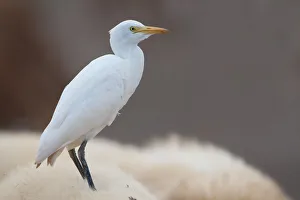 Marshland Wildlife Photos Drucke: Cattle Egret (Bubulcus ibis) standing on the back of a sheep, Algarve, Portugal