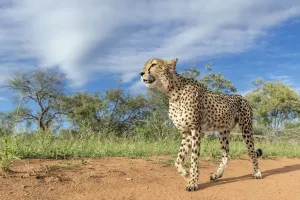 Löwe (Acinonyx jubatus), im Sonnenlicht geht es zu Fuß durch den Krüger-Nationalpark, Hoedspruit Südafrika