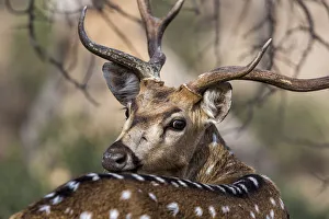 Close Up Deer Photo Drucke: Chital (Axis axis) looking backwards, Ranthambore National Park, India