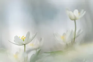 Flowering Plants In Spring Drucke: Flowers in springtime