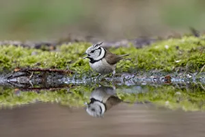 Der Rumpenbärstiger (Parus cristatus), trinkt am Lemelerberg in der Provinz Overijssel Niederlande