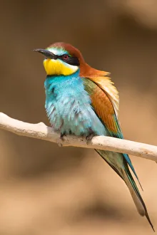 Europäischer Sumpfsummenvogel (Merops apiaster), auf einem Zweig sitzend in der Nähe von Hortobágy Ungarn