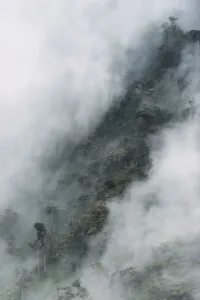 Wald Drucke: Wolkenwald-Kanopy, Anden, Ecuador