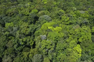 Wald Drucke: Dschungelwipfel der Regenwaldregion von Rupununi in Guyana