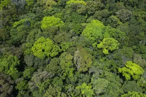Walddecke des Regenwaldes in der Region Rupununi im Land Guyana