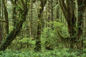Wald Drucke: Bäume mit Moosüberwuchst umgeben die Innenräume der gemäßigten Regenwaldfläche am Fluss Quens
