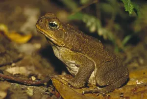 Riesenkrottaube (Bufo marinus), versteckt im Waldboden, Kostarika