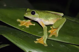 Schwebende Blattfrosch (Agalychnis spurrelli), Kostarika