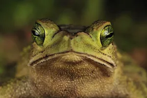 Grüner Kletterfrosch (Bufo coniferus), Naturschutzgebiet Piedras Blancas, Costa Rica