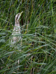 Birds Looking At Camera Drucke: Great Bittern (Botaurus stellaris) perched on reedstems and looks at camera