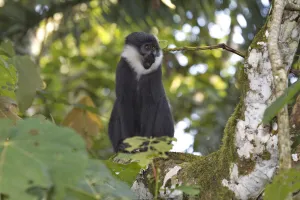 LHoestes Affenmönch (Cercopithecus lhoesti), sitzt auf einem Baumstamm im Bigodi-Wetlandschutzgebiet in Uganda.