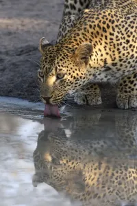 Leopard Photography Drucke: Leopard (Panthera pardus) drinking, Londolozi, Sabi-sands Game Reserve, South Africa