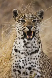 Ein Leopard (Panthera pardus), mit einem wütendem Gesichtsausschlag in einer Porträtstellung am Ufer des Kwai-Flusses in Botswana