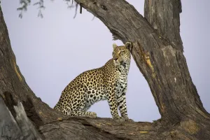 Löwe (Panthera pardus), im Baum, Botswana, Moremi-Nationalpark