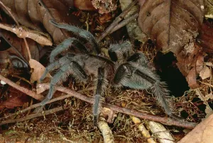 Tarantula (Dryptopelma sp). Portrait von Rio Momon in Peru