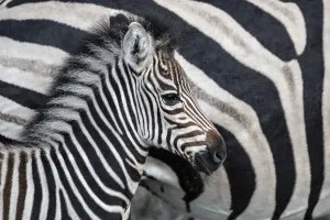 Gemeiner Zebraschafstallung (Equus burchellii), das von seiner Mutter neben dem Sabi-Sands-Naturreservat steht