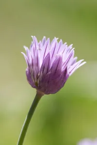May Blooms Drucke: 2011 May Chive