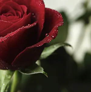 Red Rose Flower Drucke: AB_02. jpg