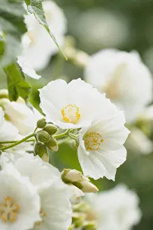 White Blooming Flowers Drucke: Abutilon - White abutilon, Abutilon vitifolium var. album