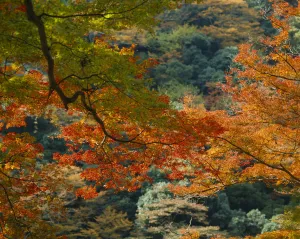 Kultivarsort Acer Maple